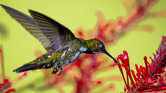 Cursos conversacionales de inglés en Bogotá para empresarios y comunicación profesional